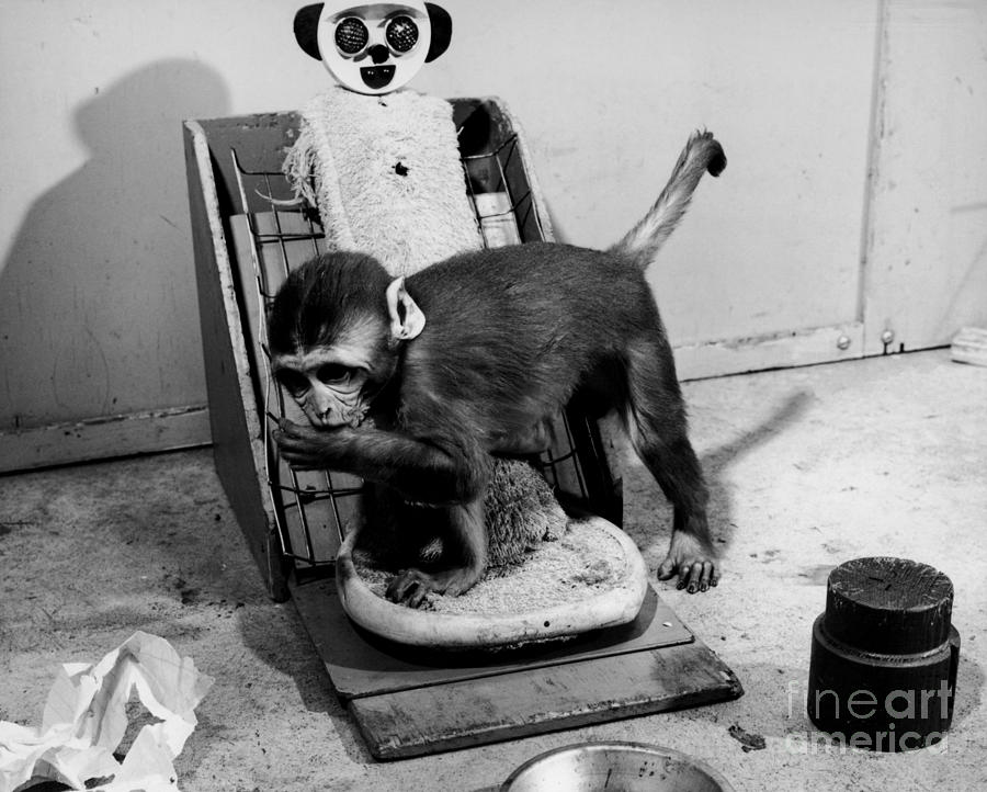 Animal Research Photograph by Photo Researchers, Inc.