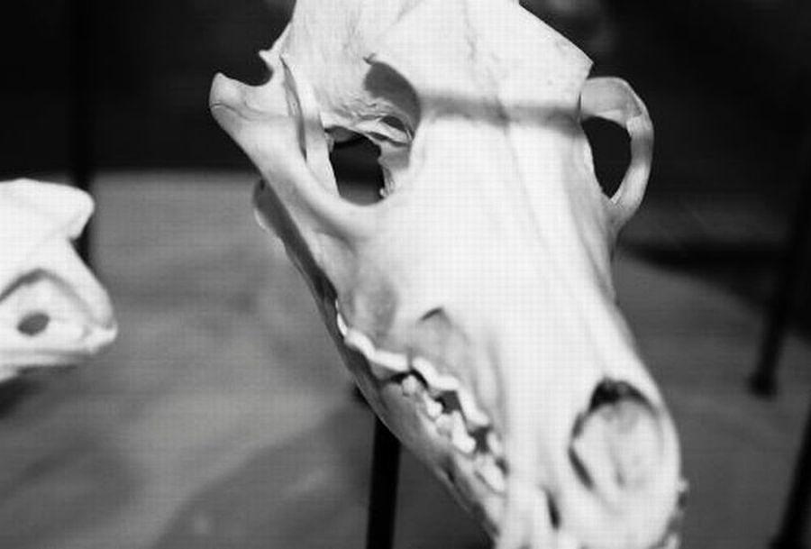 Animal Skull Photograph by Samantha Lusby