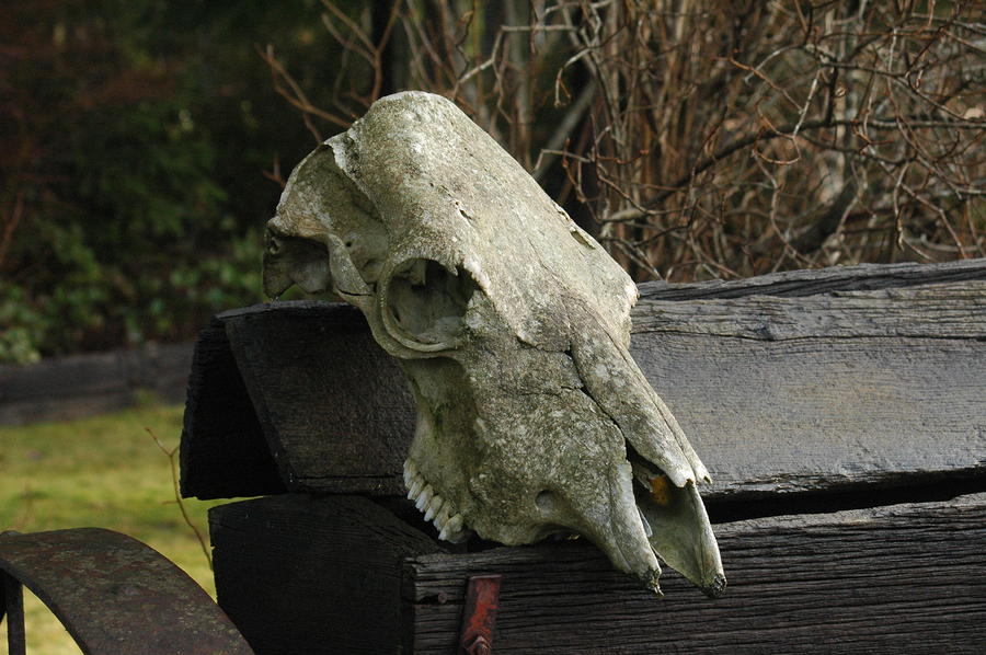 Animal Skull Photograph by Wanda Jesfield