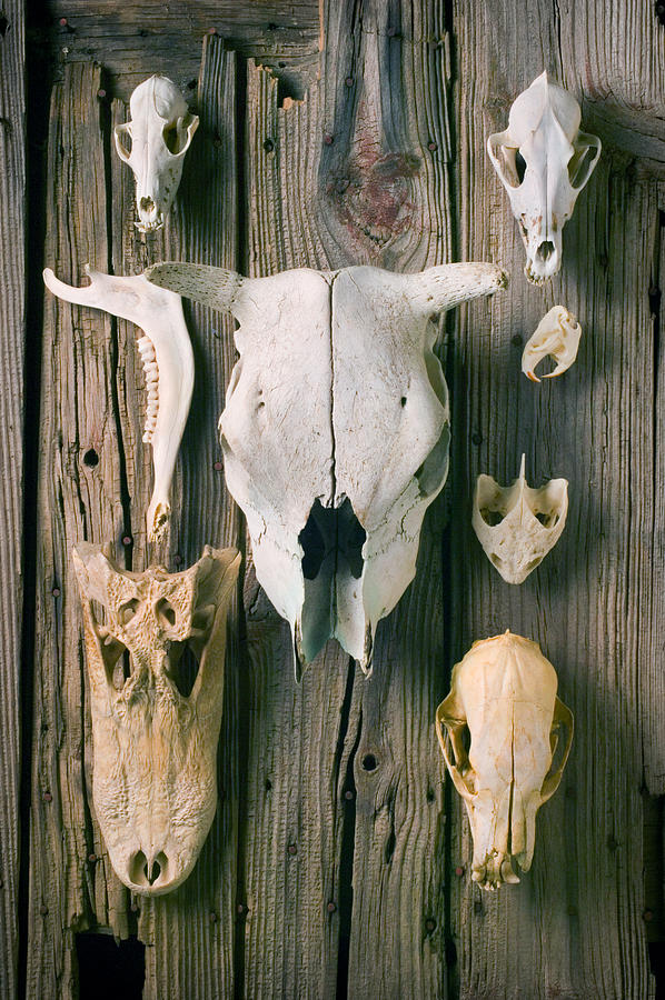 Animal skulls Photograph by Garry Gay