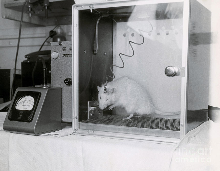 Animal Testing Photograph by Omikron