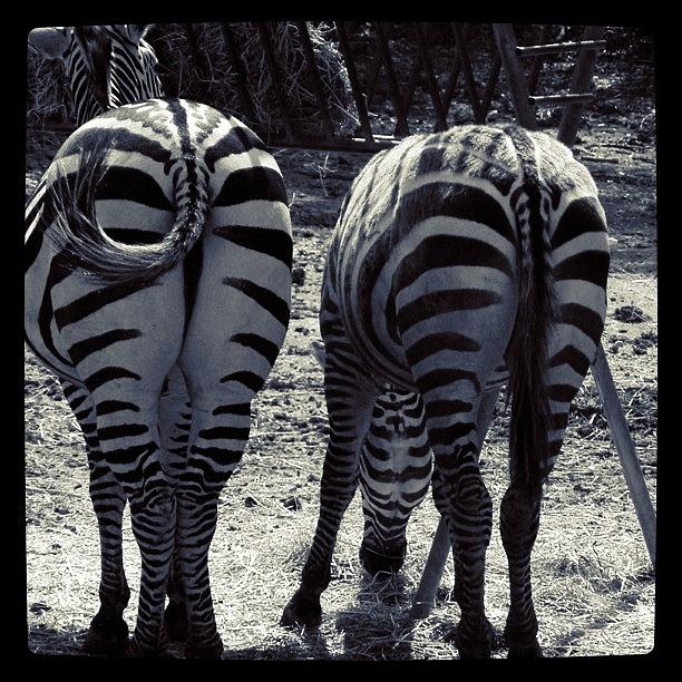 Animal Photograph - #animal #zebra #stripes #blackandwhite by Dja Killah