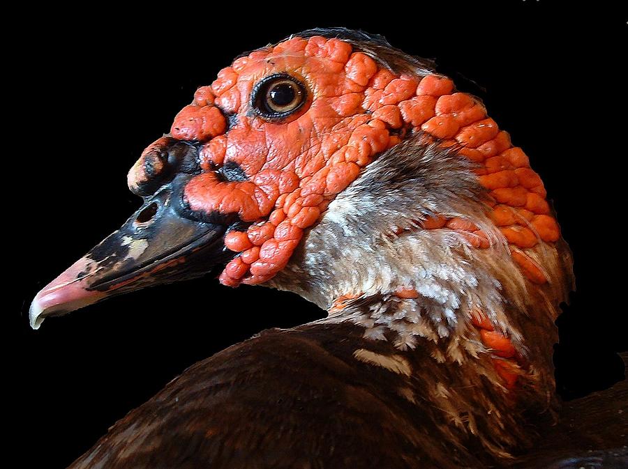 ANIMALS - A pertinent Muscovy Duck Photograph by William OBrien