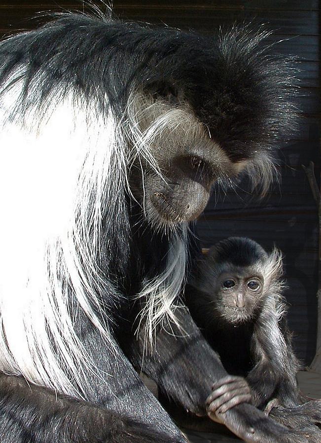 ANIMALS - Colobus mother and baby Photograph by William OBrien