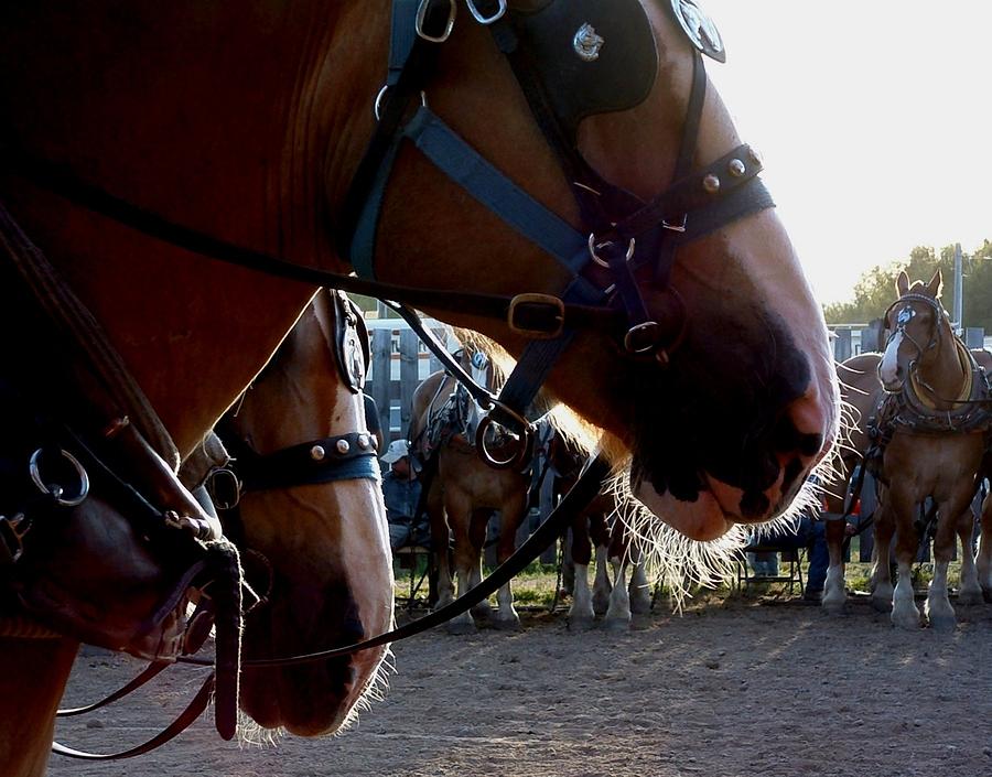 ANIMALS Draft Horse pull Photograph by William OBrien