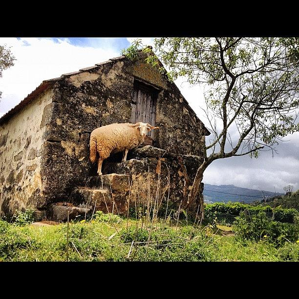 Sheep Photograph - #animals #nature #ilovesnimals #sheep by Francisca Andrade