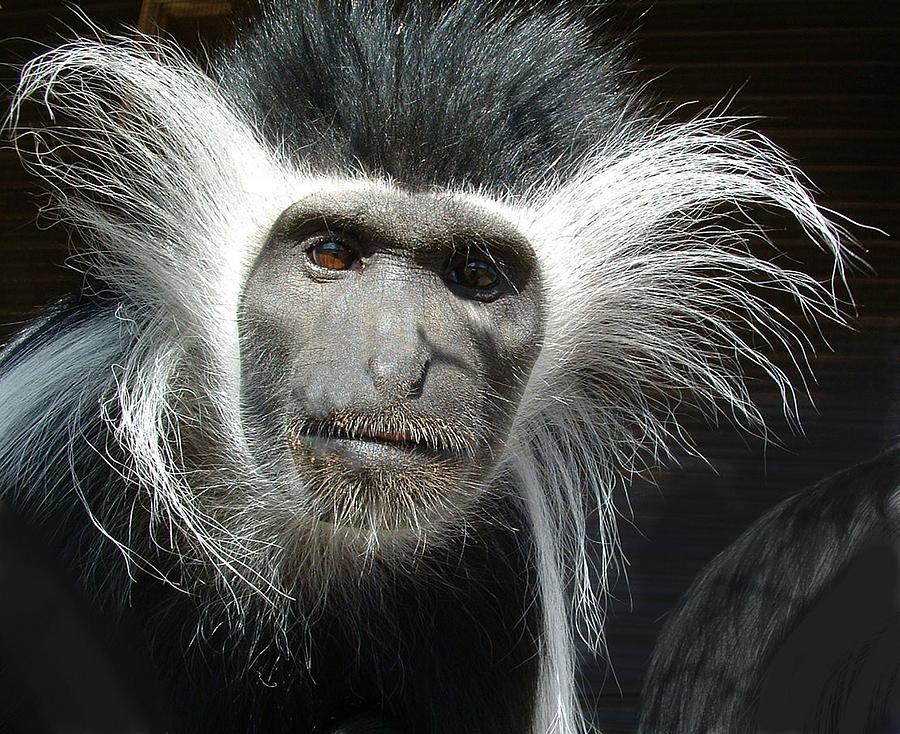 ANIMALS Parent Male Colobus staring down Photograph by William OBrien