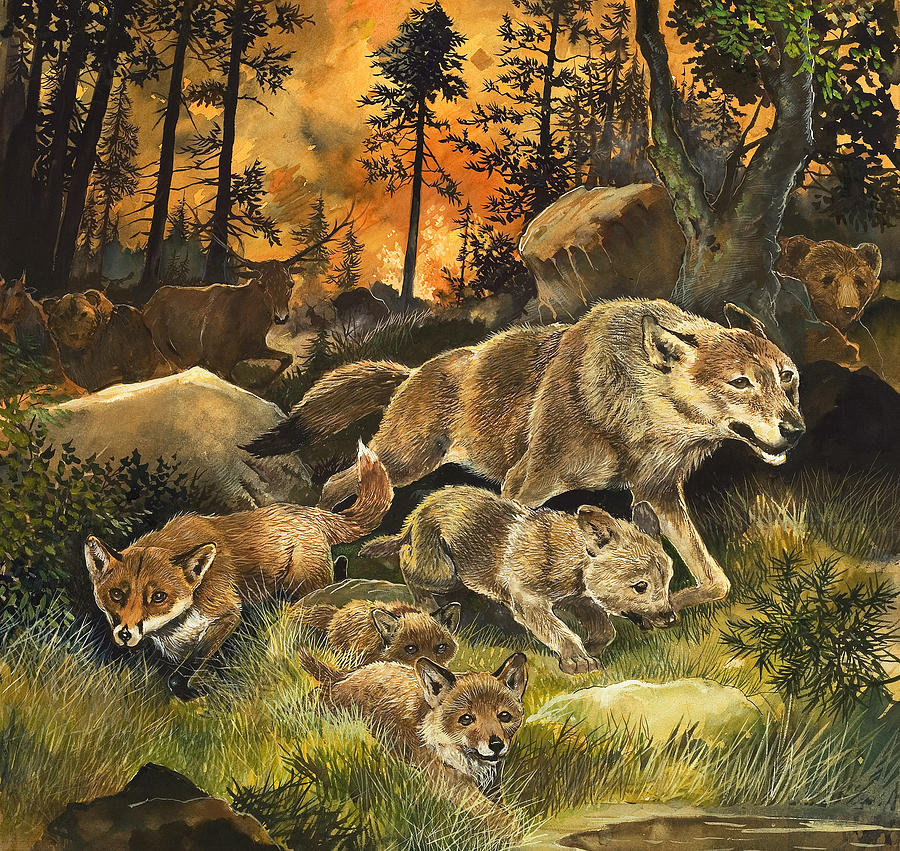 Animals United in Terror as They Flee from a Forest Fire Painting by G W  Backhouse - Pixels
