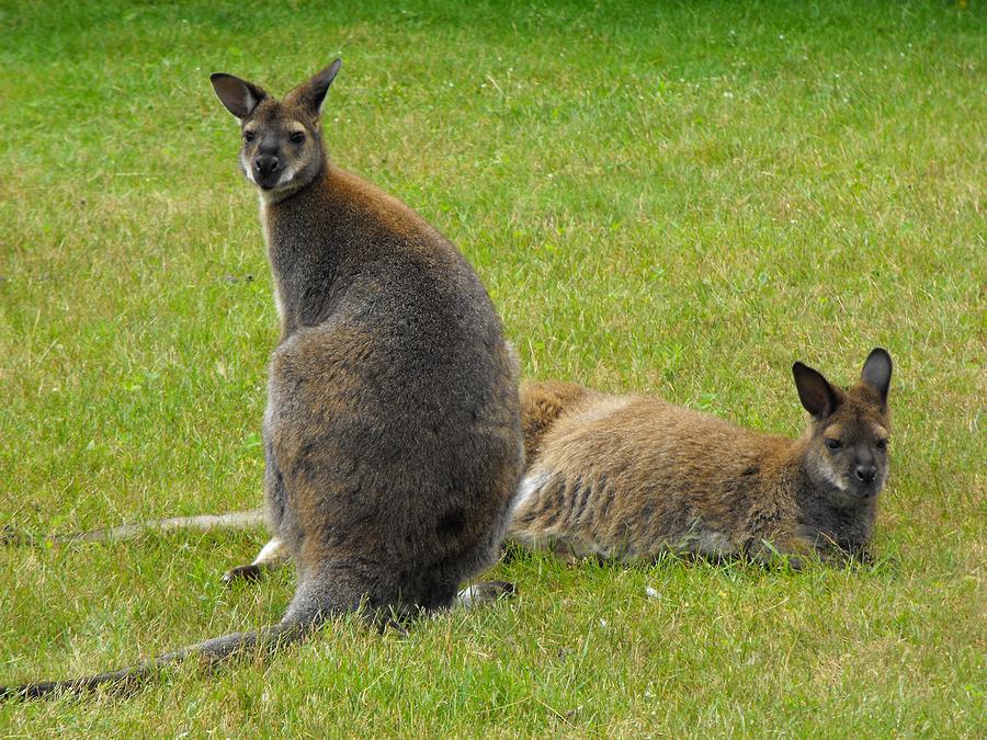 ANIMALS wandering Wallabies from Australia Photograph by William OBrien