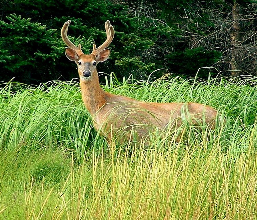 ANIMALS Young buck on the second peninsula Lunenburg Nova Scotia Photograph by William OBrien