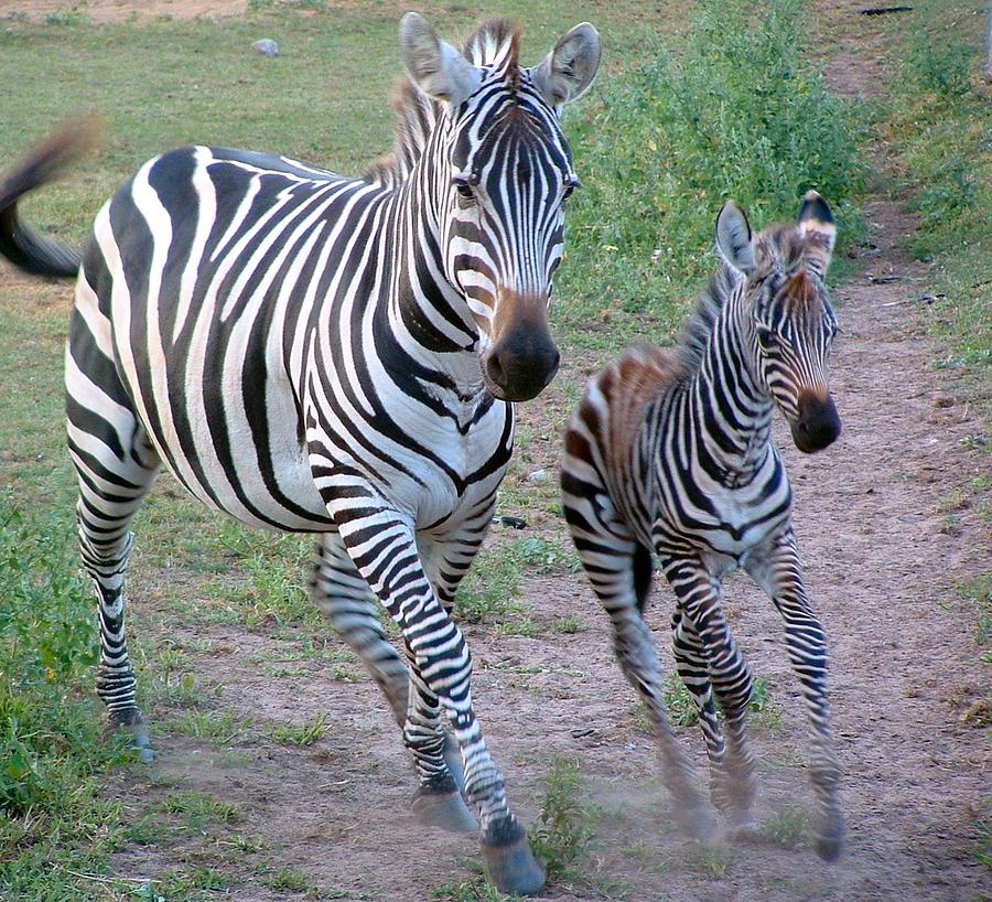 ANIMALS  Zebra Mother with yearling Photograph by William OBrien