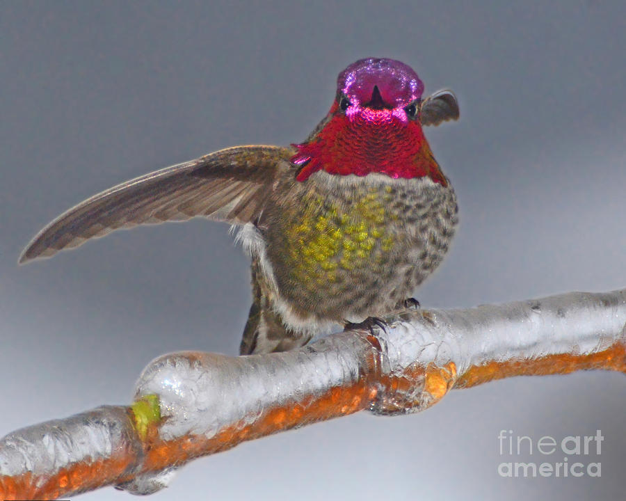 Bird Photograph - Anna Hummingbird in the winter by Jack Moskovita