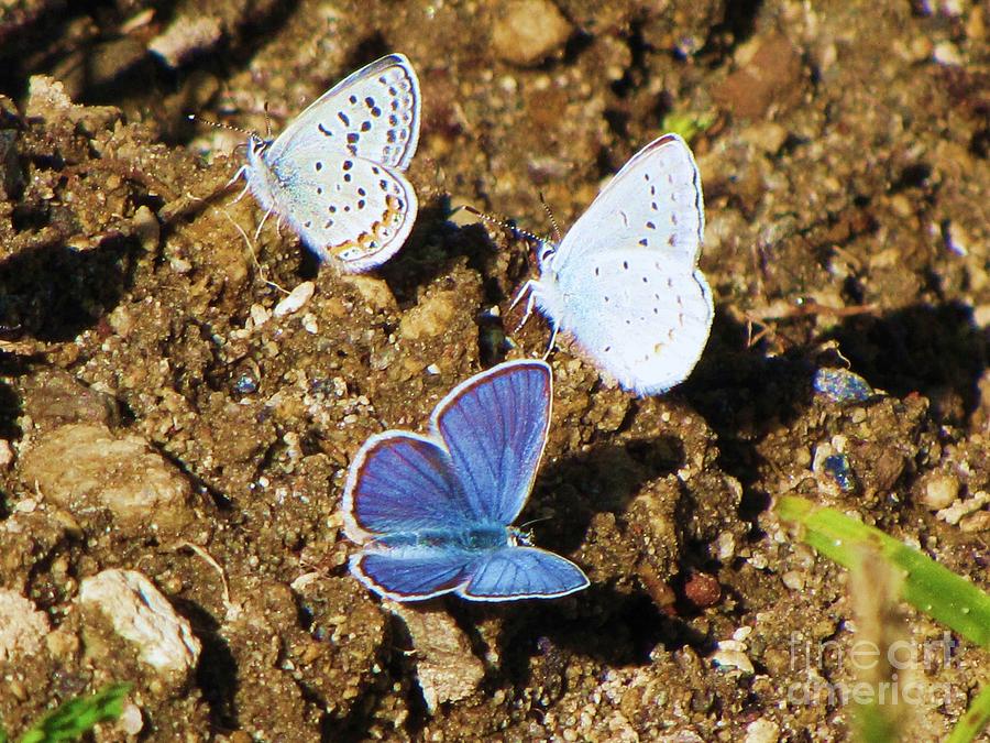 Annas Blue Butterflies Photograph by Michele Penner