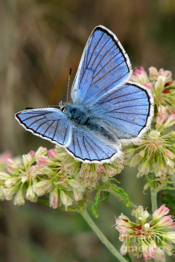 Anna's Blue butterfly Photograph by Frank Townsley