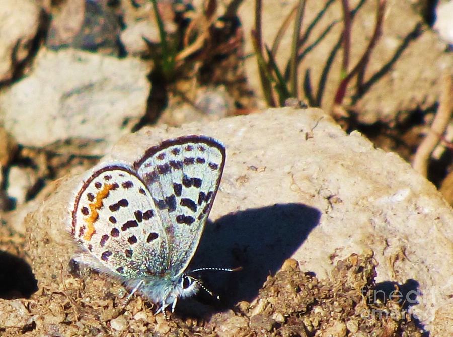 Annas Blue Butterfly Photograph by Michele Penner