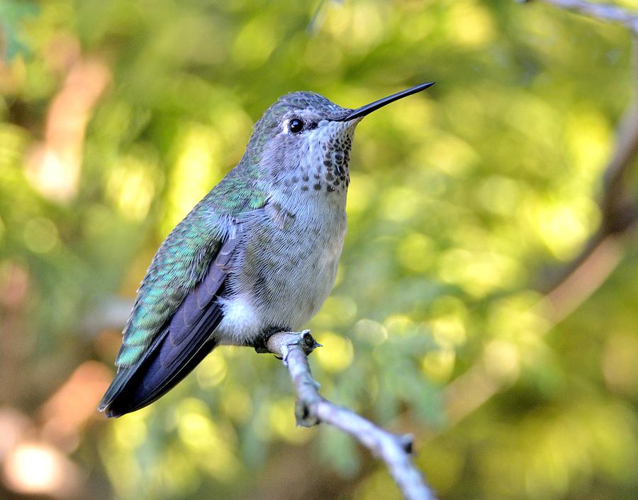 Annas Hummingbird Photograph by Kathy King