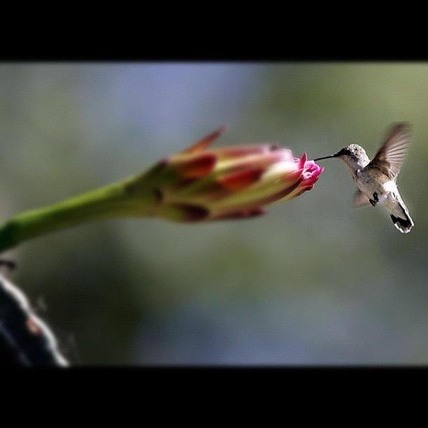 Bird Photograph - Annas Hummingbird by Raul Roa