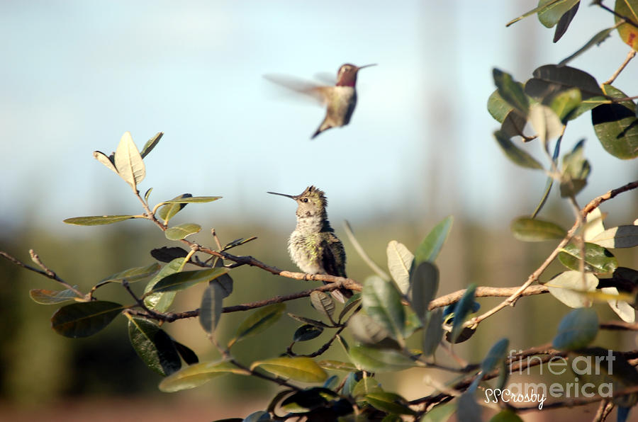 Annas Hummingbirds Photograph by Susan Stevens Crosby