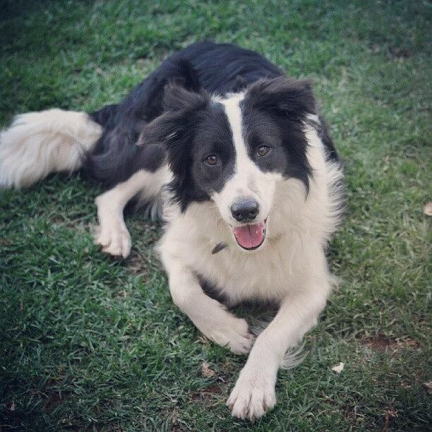 Dog Photograph - Annie Chillin Out.... #bordercollie by Lisa Bertolin