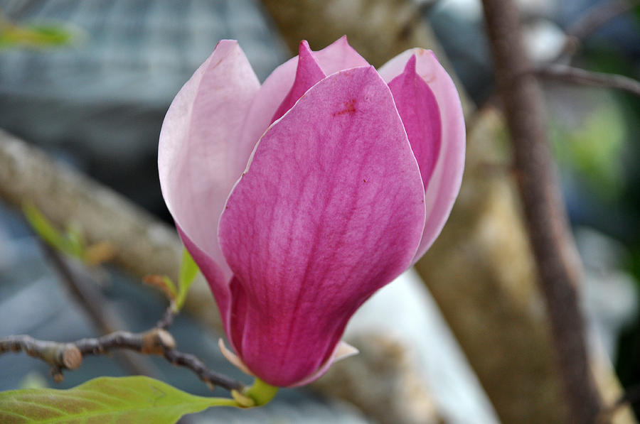 Ann's Magnolia Photograph by Teresa Blanton - Fine Art America