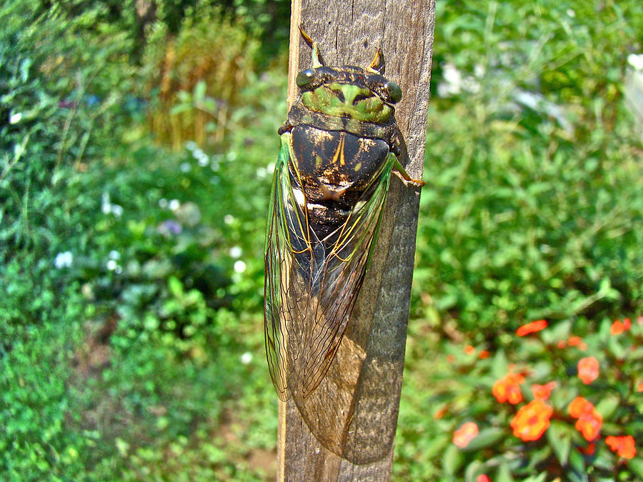 Annual Cicada - Tibicen linnei Photograph by Carol Senske
