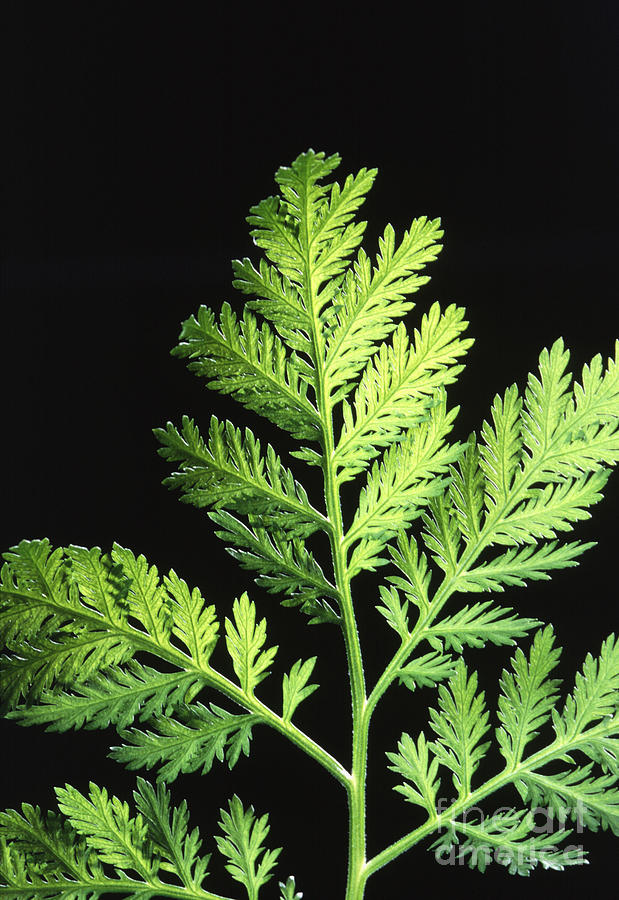 Annual Wormwood Photograph by Science Source