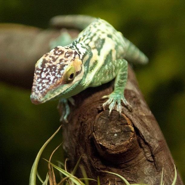 Reptile Photograph - #anole #cuban #green #lizard #reptile by Michael Lynch