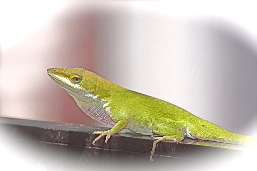 Anole Daydream Photograph by Jeanne Juhos