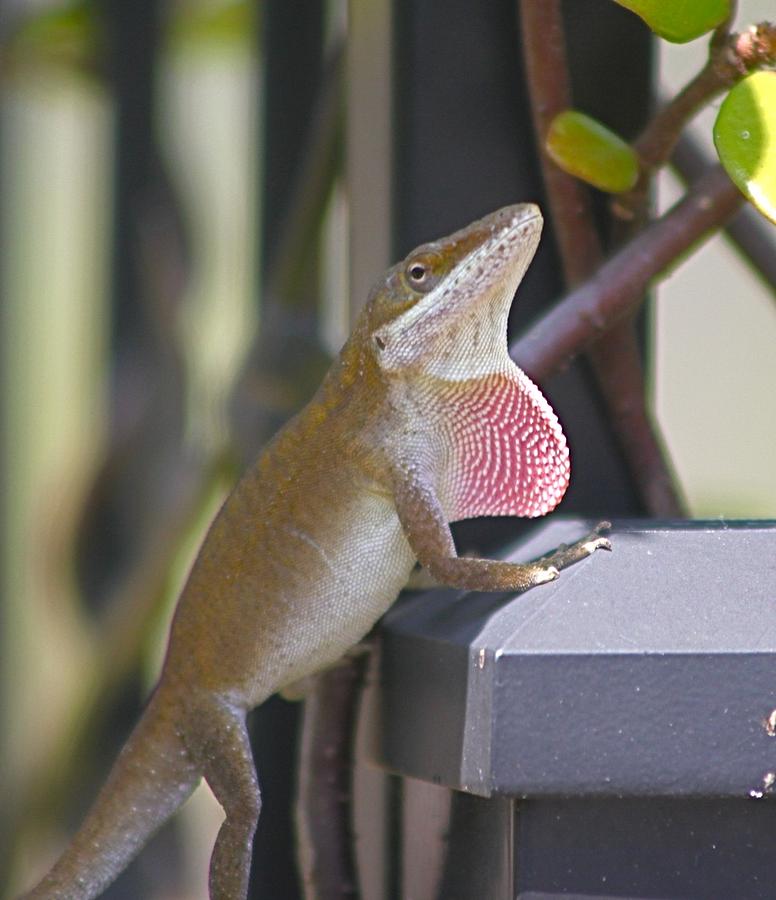 Anole Showing Off Photograph by Jeanne Juhos