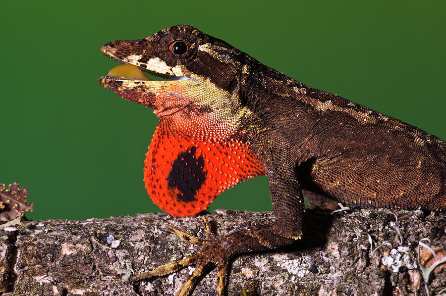 Anolis Lizard Anolis Sp Male Extending Photograph by Pete Oxford