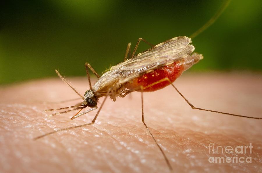 Anopheles Minimus, Malaria Vector Photograph by Science Source