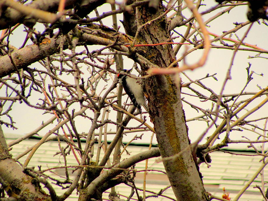 Apple Photograph - Another Angle of Wood Pecker in Apple Tree by Amy Bradley