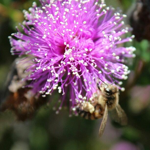 Nature Photograph - Another Bee And Flower Shot #bee by Saul Jesse Beas