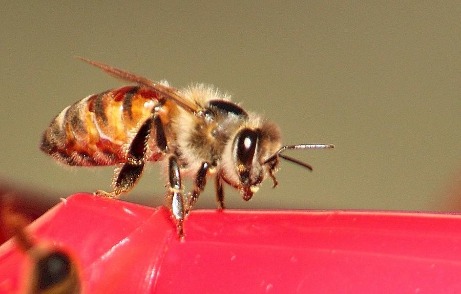 Another Bee Photograph by Scott Brown