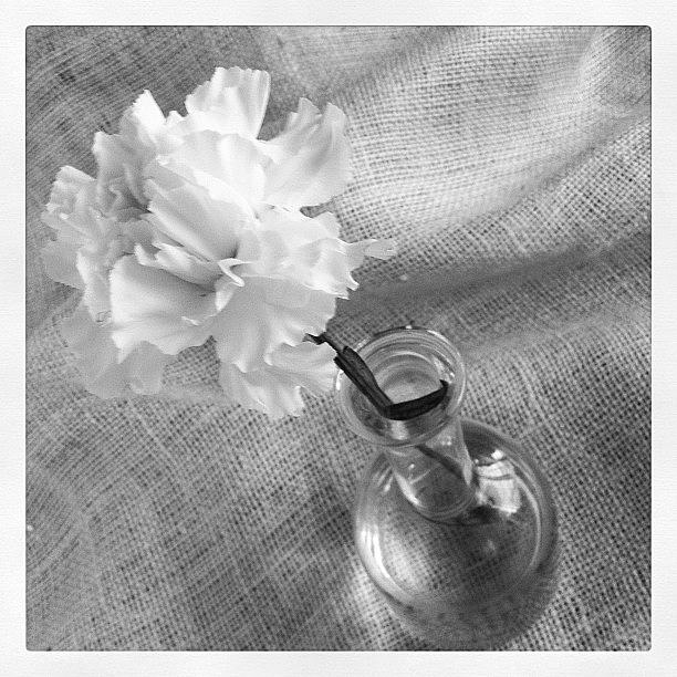 Carnations Photograph - Another Carnation Still Life! by Lynne Daley
