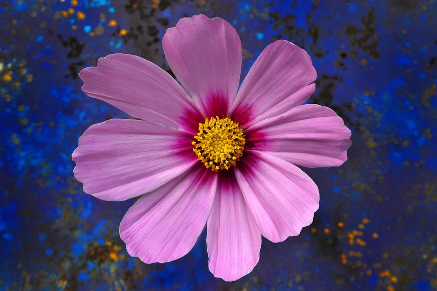 Flower Photograph - Another Cosmos by Terence Davis