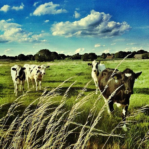 Cow Photograph - Another #cow Pic From Yesterdays Walk! by Wilbert Claessens