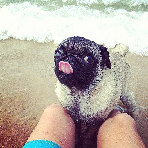 Pug Photograph - Another Cute Face :d by Zachary Voo