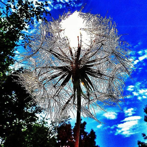 Another Dandelion With The Sun 😃 Photograph by Sean M