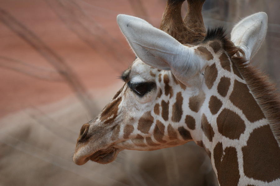 Another Giraffe Photograph by Ernest Echols