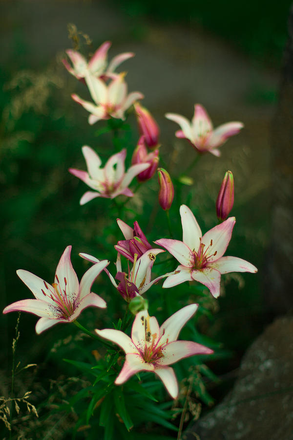 Another Lily Patch Photograph by Jakub Sisak