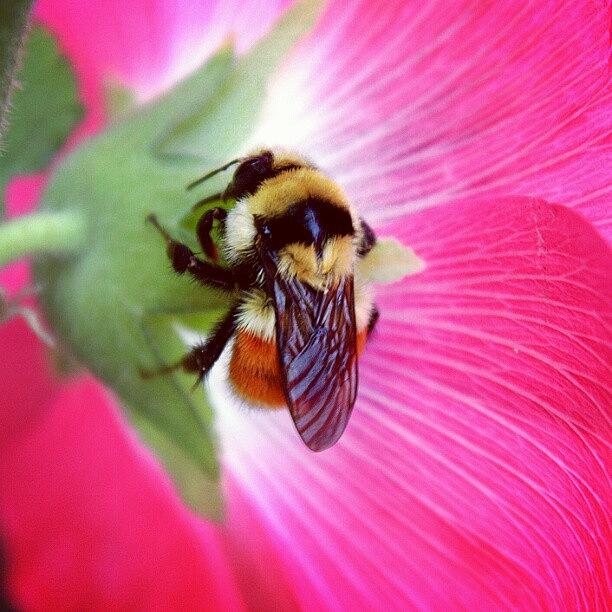 Another One Of The Confused Bee Photograph by Logan Neet