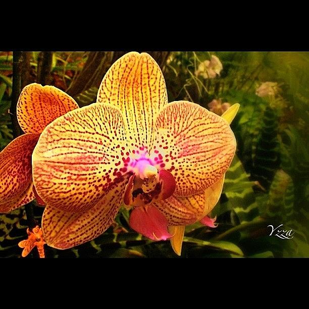 Orchid Photograph - Another #orchid by Yzza Sebastian