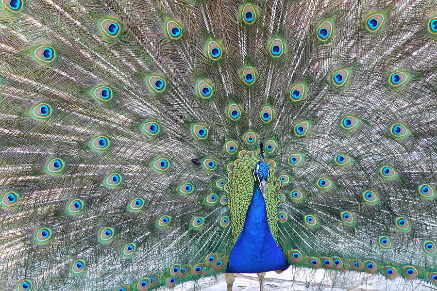 Another Peacock Photograph by Scott Brown
