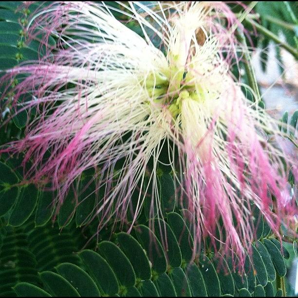 Mimosa Photograph - Another Pic Of The #mimosa Flower by Mel F.