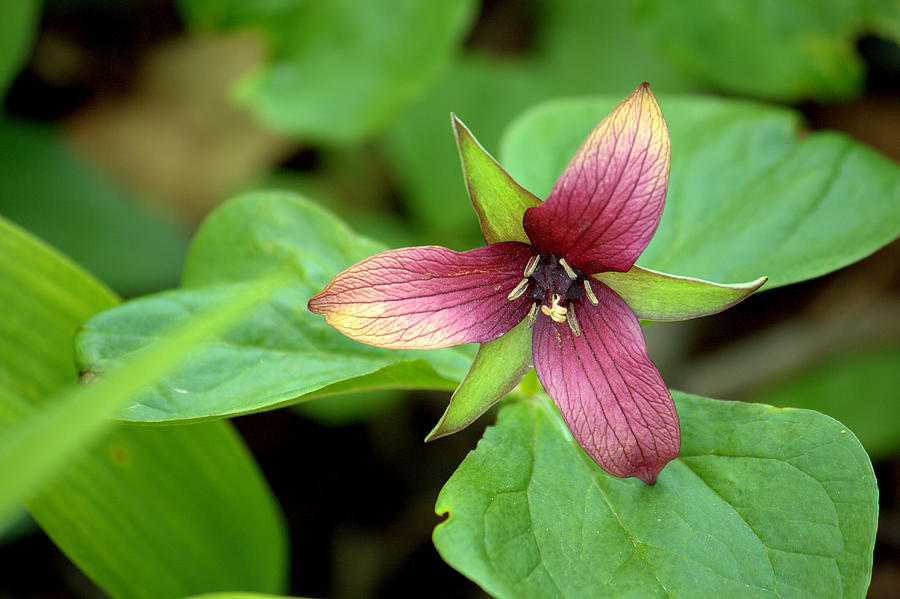 Another Red Trillium Photograph by Jale Fancey