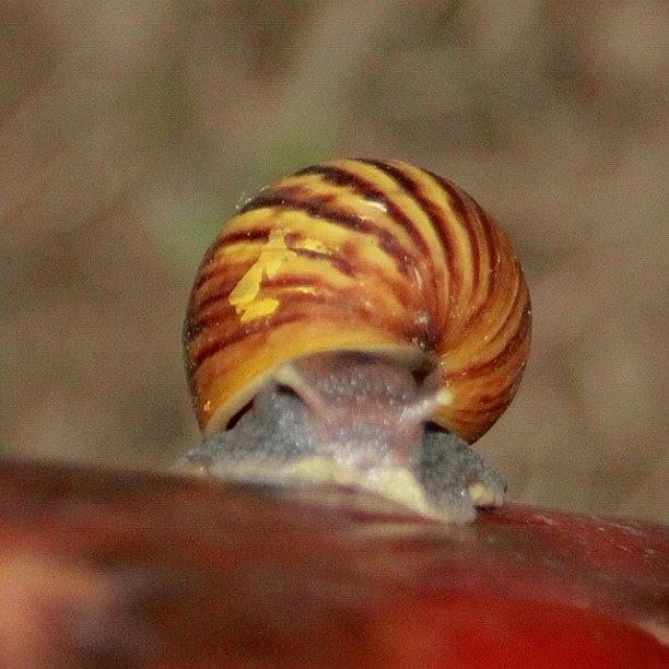 Nature Photograph - Another Snail From A Different Angle by Ahmed Oujan