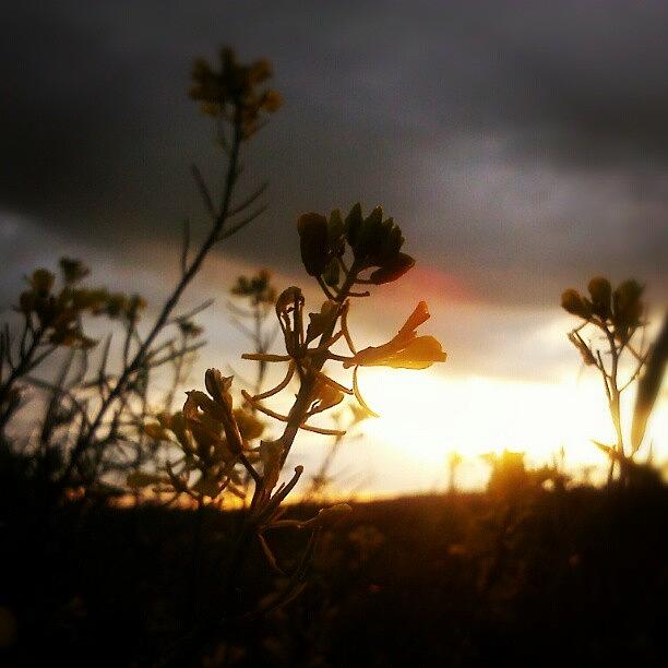 Nature Photograph - Another #wild #mustard #sunset by Linandara Linandara