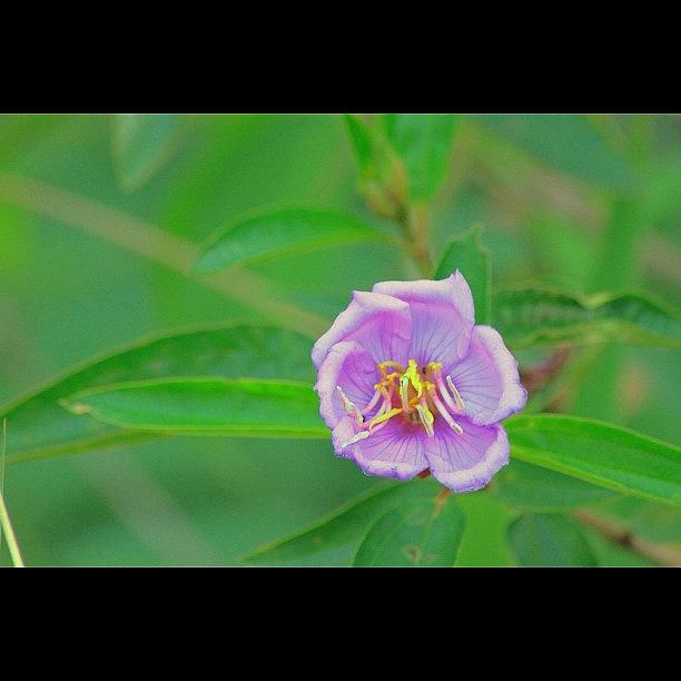 Nature Photograph - Another Wonderful Flower, By My Lens by Ahmed Oujan
