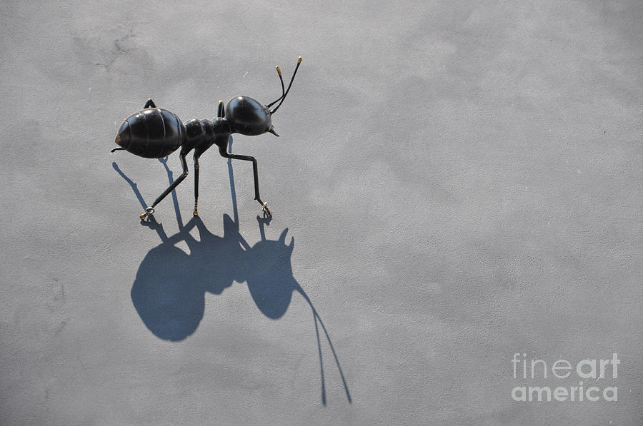 Ant and shadow Photograph by Mats Silvan